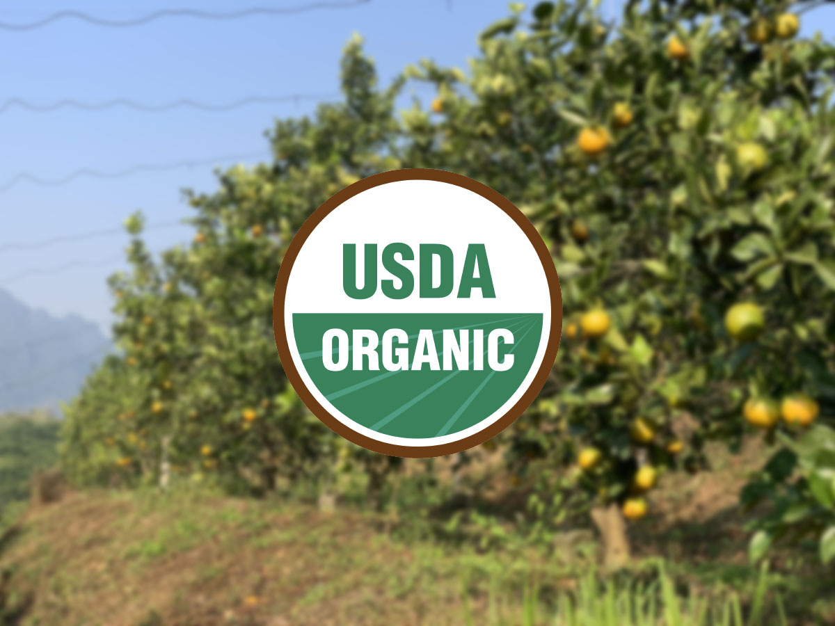 Vườn cam đạt chứng nhận USDA